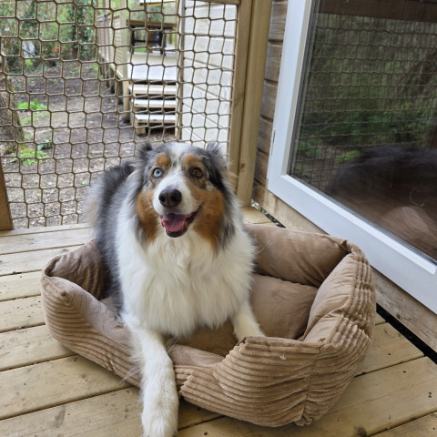 Oferta de animal incluido vacaciones camping Vendée