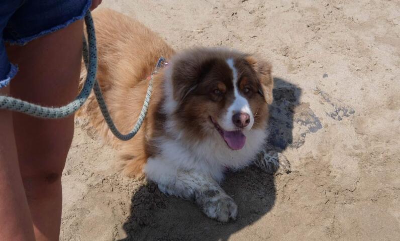 Condiciones de Mascotas Paradis