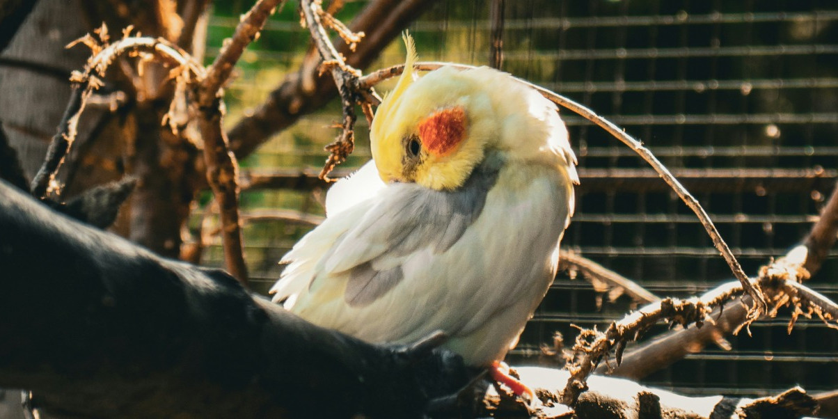 Parcs animaliers Vendée