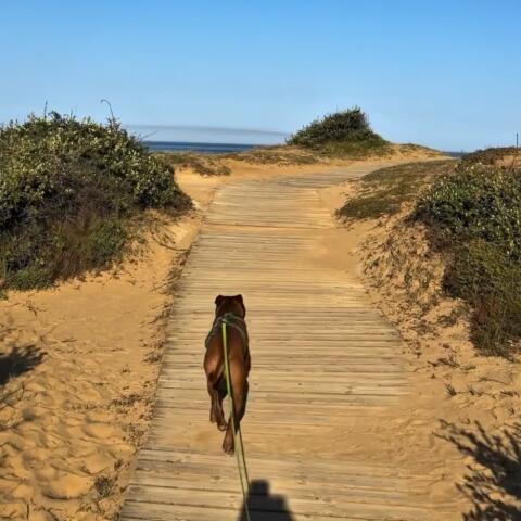 Sunêlia